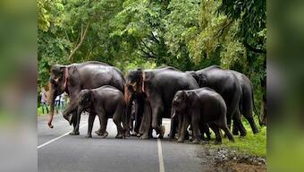 Landslips or rains did not have major impact on wildlife in Kerala, says top forest official