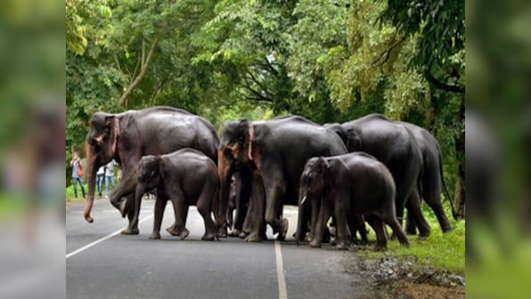 Seven elephants electrocuted in Odisha's Dhenkanal due to sagging electric wire