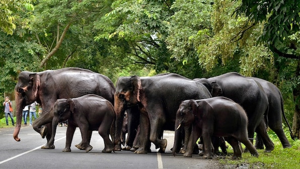 Wall still blocks elephant corridor near Kaziranga despite SC order to bring it down