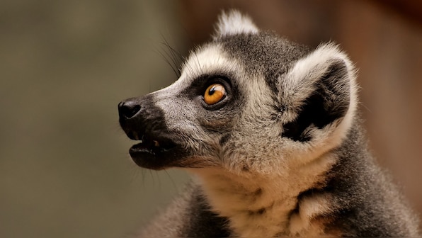 95 percent of world's lemur population is 'on the brink of extinction': IUCN
