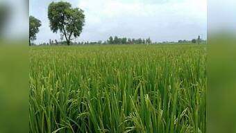 Minimum support price: Poll gimmicks cannot alleviate farm distress, government steps woefully inadequate