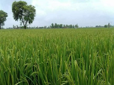 Minimum support price: Poll gimmicks cannot alleviate farm distress, government steps woefully inadequate Minimum support price: Poll gimmicks cannot alleviate farm distress, government steps woefully inadequate