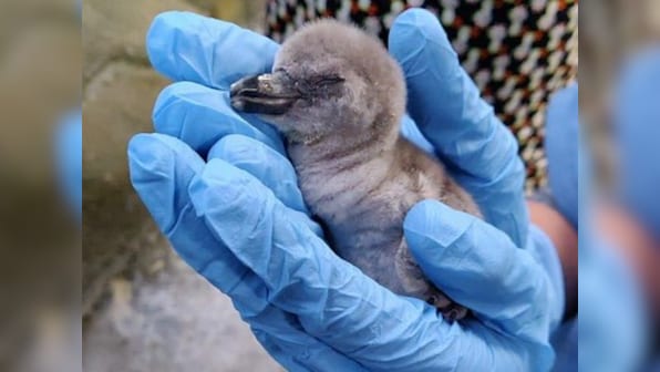 India's first-born Humboldt penguin chick dies at Mumbai zoo within a week of its birth