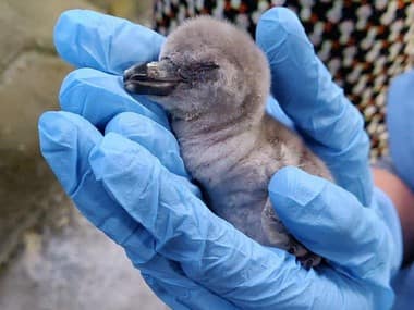 India's first-born Humboldt penguin chick dies at Mumbai zoo within a week of its birth
