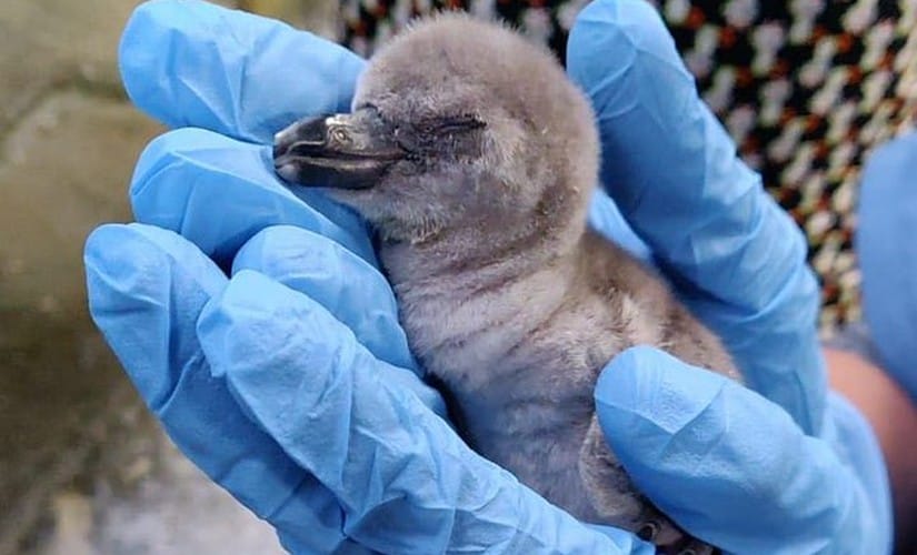 Humboldt penguin chick born in Mumbai Zoo.