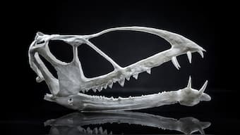 Remains of 200 million-year-old Pterosaur found in Utah by BYU paleontologist