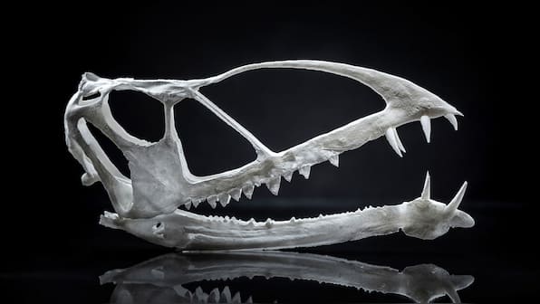 Remains of 200 million-year-old Pterosaur found in Utah by BYU paleontologist