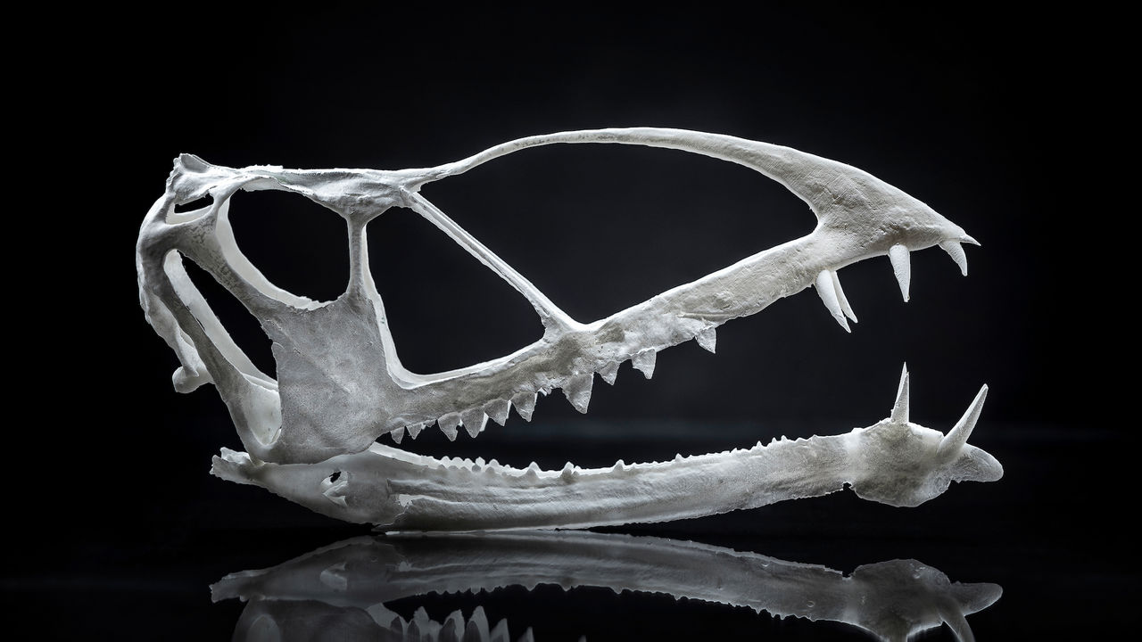 Remains of 200 million-year-old Pterosaur found in Utah by BYU paleontologist Remains of 200 million-year-old Pterosaur found in Utah by BYU paleontologist