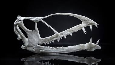 Remains of 200 million-year-old Pterosaur found in Utah by BYU paleontologist