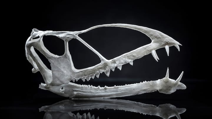 Remains of 200 million-year-old Pterosaur found in Utah by BYU paleontologist