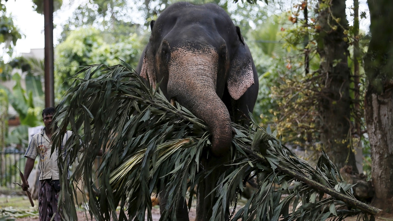 Wild elephants in captivity die young because they remember too much