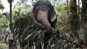 Wild elephants in captivity die young because they remember too much, too well