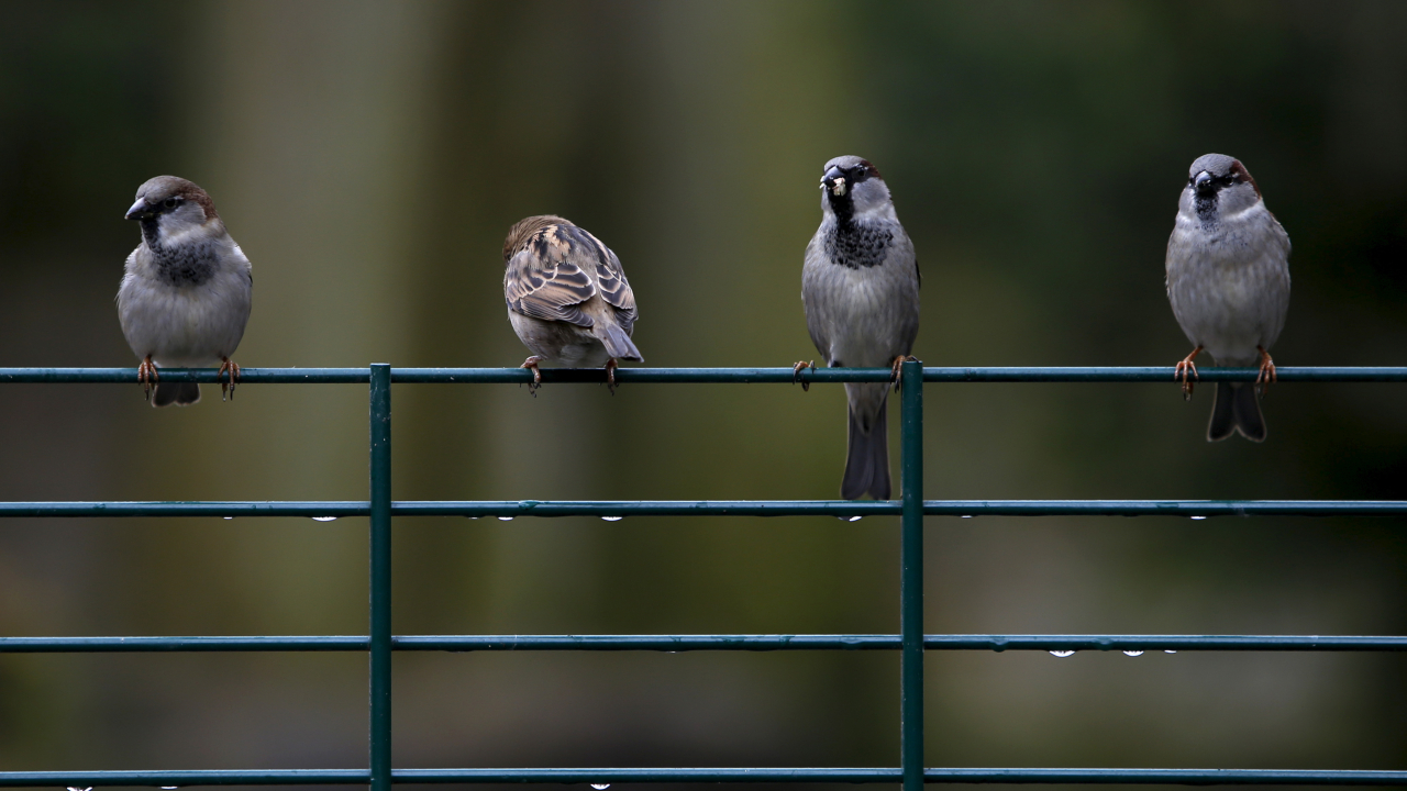 This bird species picks up ‘languages’ by eavesdropping on neighbourhood chatter This bird species picks up ‘languages’ by eavesdropping on neighbourhood chatter