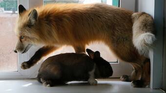 'Domestication' can be traced back to an animal's genes, a 60-year study reveals