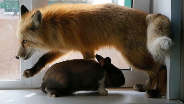 'Domestication' can be traced back to an animal's genes, a 60-year study reveals