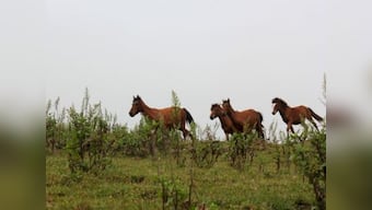The polo ponies of Manipur: Tracing a rare equine breed's battle against extinction