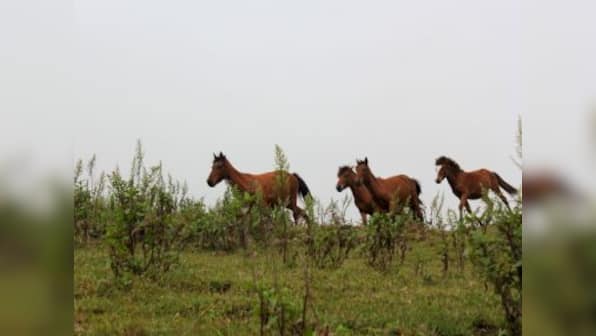 The polo ponies of Manipur: Tracing a rare equine breed's battle against extinction
