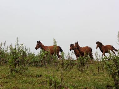 The polo ponies of Manipur: Tracing a rare equine breed's battle against extinction The polo ponies of Manipur: Tracing a rare equine breed's battle against extinction