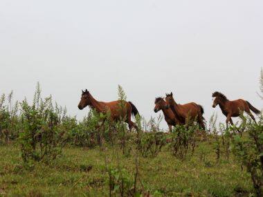 The polo ponies of Manipur: Tracing a rare equine breed's battle against extinction