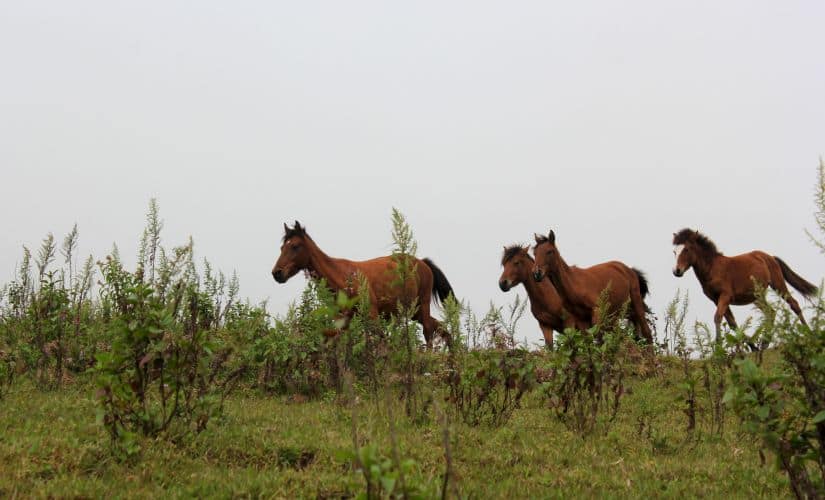 Manipur’s gift to the world, the indigenous Manipuri ponies
