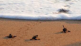 Over 300 sea turtles from an endangered species found dead on Mexico beach