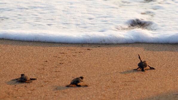 Over 300 sea turtles from an endangered species found dead on Mexico beach