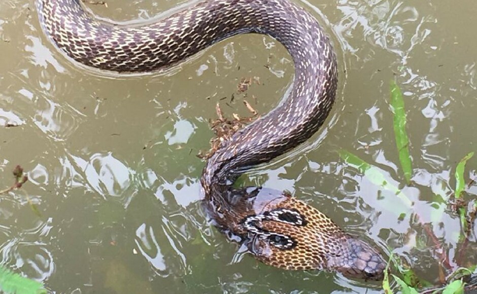 Snakes were also spotted inside the houses after the water levels came down following the rains. Image courtesy: Naveen Nair Snakes were also spotted inside the houses after the water levels came down following the rains. Image courtesy: Naveen Nair