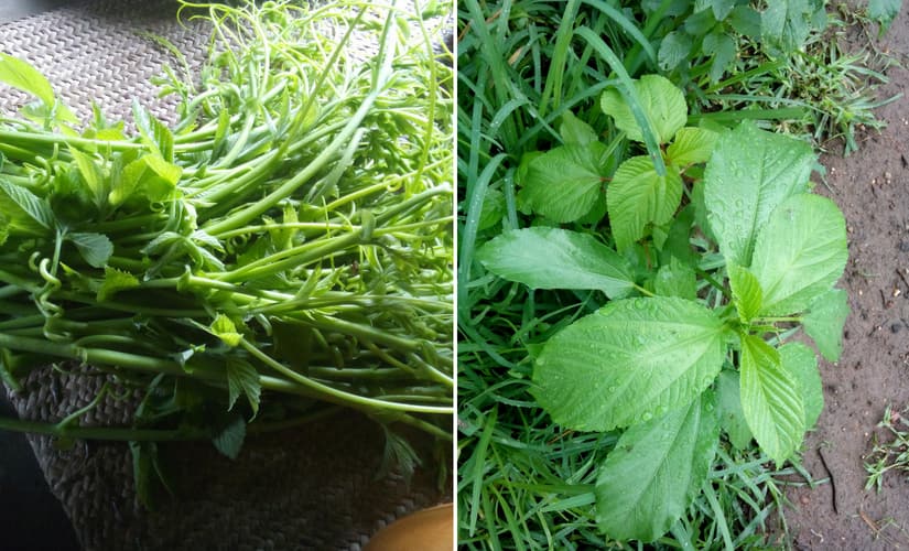 Amad Simat and Chench Saag
