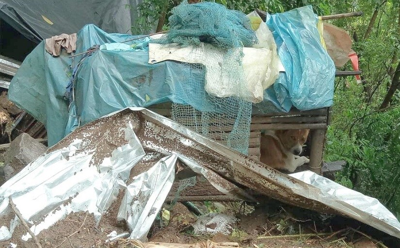 A dog taking shelter in a crate during the Kerala floods.