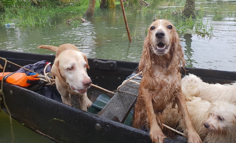 Pets being rescued during the Kerala floods.