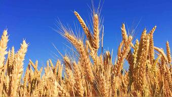 Scientists detail full genome of wheat containing 1,07,891 genes for first time