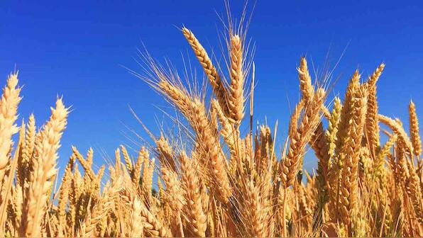 Scientists detail full genome of wheat containing 1,07,891 genes for first time