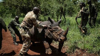 Over 100 wildlife rangers have died in Asia and Central Africa in the past year