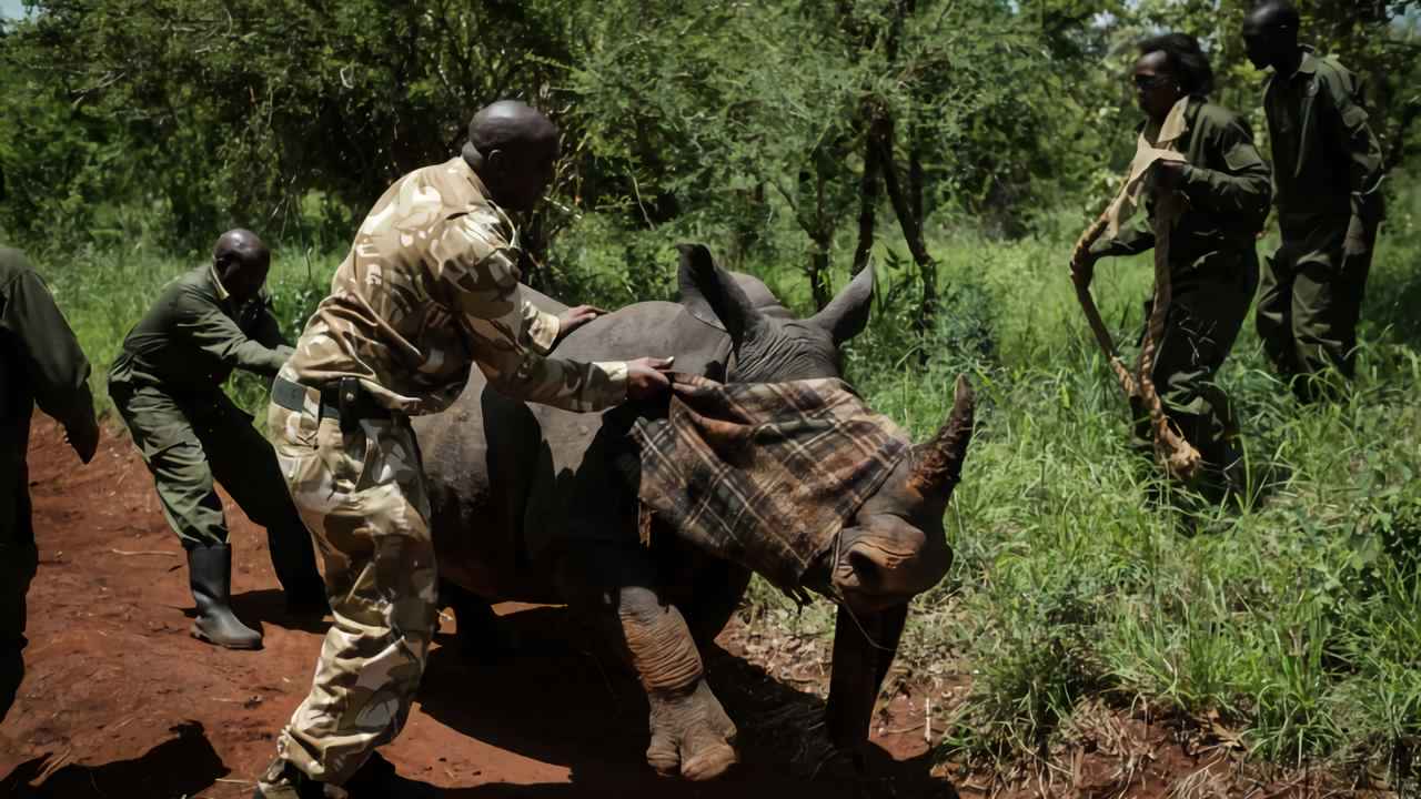 Over 100 wildlife rangers have died in Asia and Central Africa in the past year Over 100 wildlife rangers have died in Asia and Central Africa in the past year