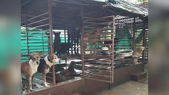 Kerala, After The Flood: Animals abandoned, stranded find help in rescuers, but casualties still run high