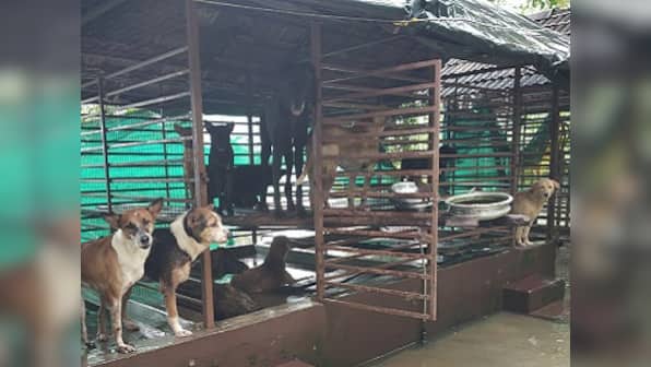 Kerala, After The Flood: Animals abandoned, stranded find help in rescuers, but casualties still run high