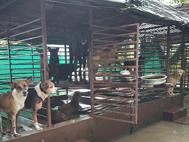 Kerala, After The Flood: Animals abandoned, stranded find help in rescuers, but casualties still run high Kerala, After The Flood: Animals abandoned, stranded find help in rescuers, but casualties still run high