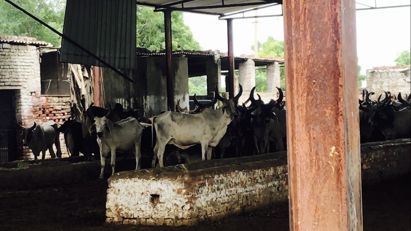 Delhi: Lack of punitive action, no check on state-funded cow shelters  killing cattle in national capital-India News , Firstpost