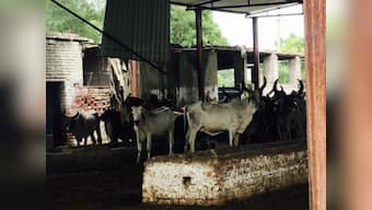 Commercialisation of cow dung may prevent farmers from abandoning bovine, help fix issue of stray cattle