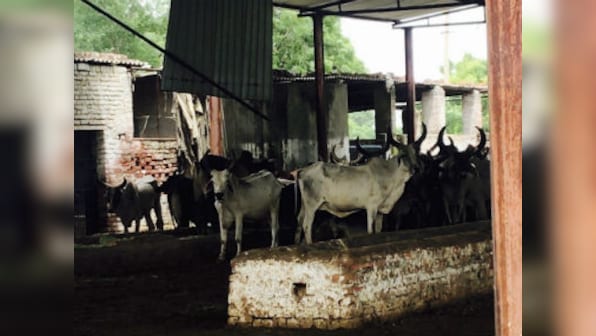 Union Budget 2019: Piyush Goyal announces initiative to enhance productivity of cattle, 2% interest subvention for disaster-hit farmers
