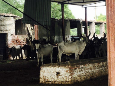 Union Budget 2019: Piyush Goyal announces initiative to enhance productivity of cattle, 2% interest subvention for disaster-hit farmers Union Budget 2019: Piyush Goyal announces initiative to enhance productivity of cattle, 2% interest subvention for disaster-hit farmers