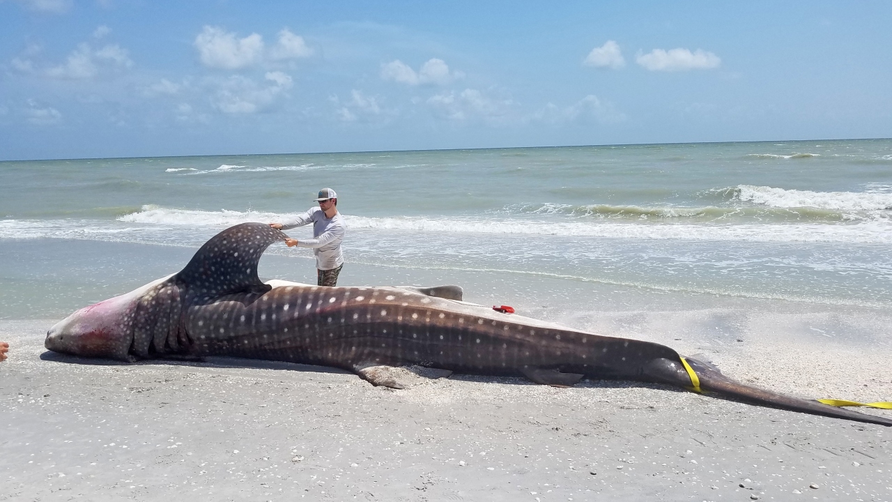 Scientists seek new methods to control Florida's growing toxic algae blooms Scientists seek new methods to control Florida's growing toxic algae blooms