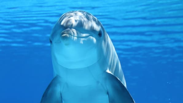 Unfit for porpoise: Frisky dolphin Zafar forces beach ban in France's Landevennec