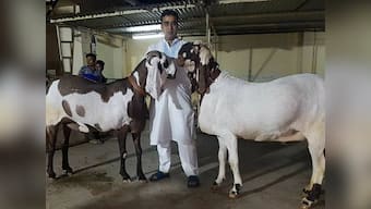 On Eid-al-Fitr, Baahubali, Salman, Karan-Arjun take markets by storm, except they're goats