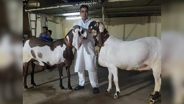 On Eid-al-Fitr, Baahubali, Salman, Karan-Arjun take markets by storm, except they're goats