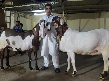 On Eid-al-Fitr, Baahubali, Salman, Karan-Arjun take markets by storm, except they're goats On Eid-al-Fitr, Baahubali, Salman, Karan-Arjun take markets by storm, except they're goats