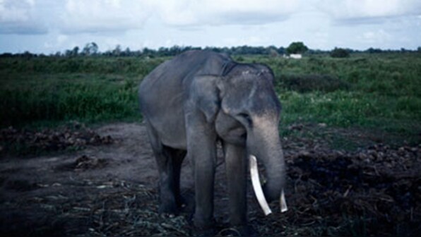 Researches identify the 'zombie' gene that protects elephants from cancer