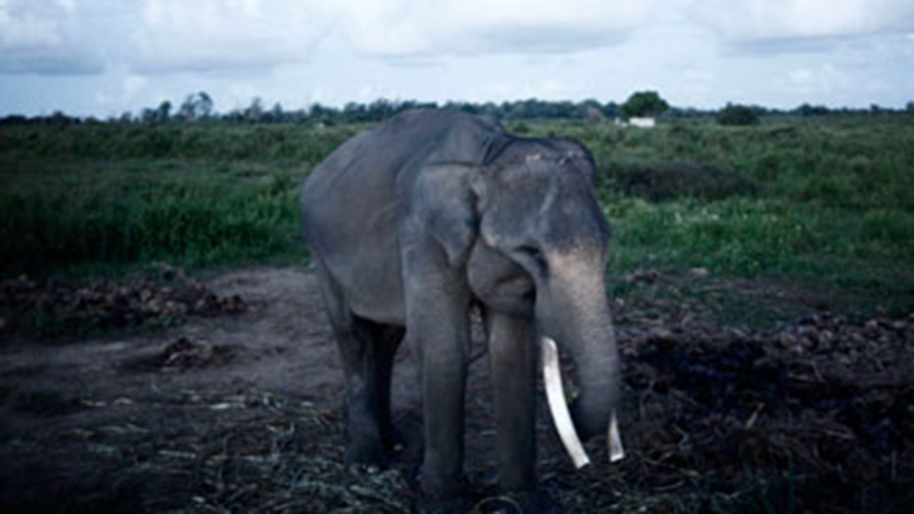 Researches identify the 'zombie' gene that protects elephants from cancer Researches identify the 'zombie' gene that protects elephants from cancer