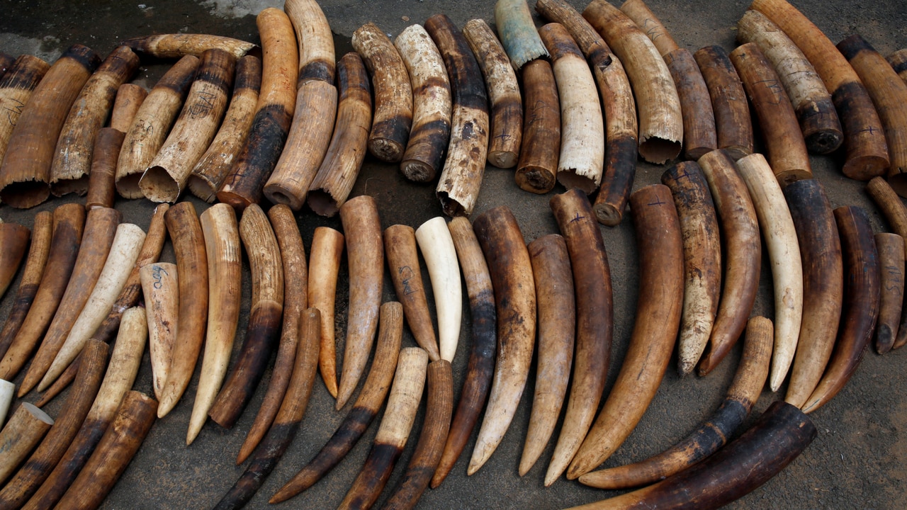 An elephant tusks batch seized from traffickers by Ivorian wildlife agents is pictured in Abidjan, Ivory Coast January 25, 2018. Image: Reuters