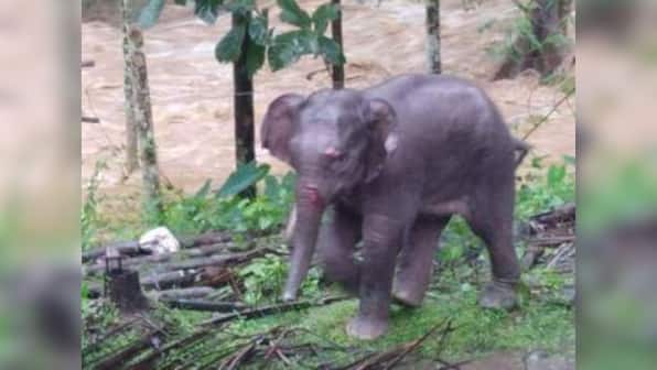 Kerala floods leave trail of destruction in forests; elephants, tigers among several animals killed